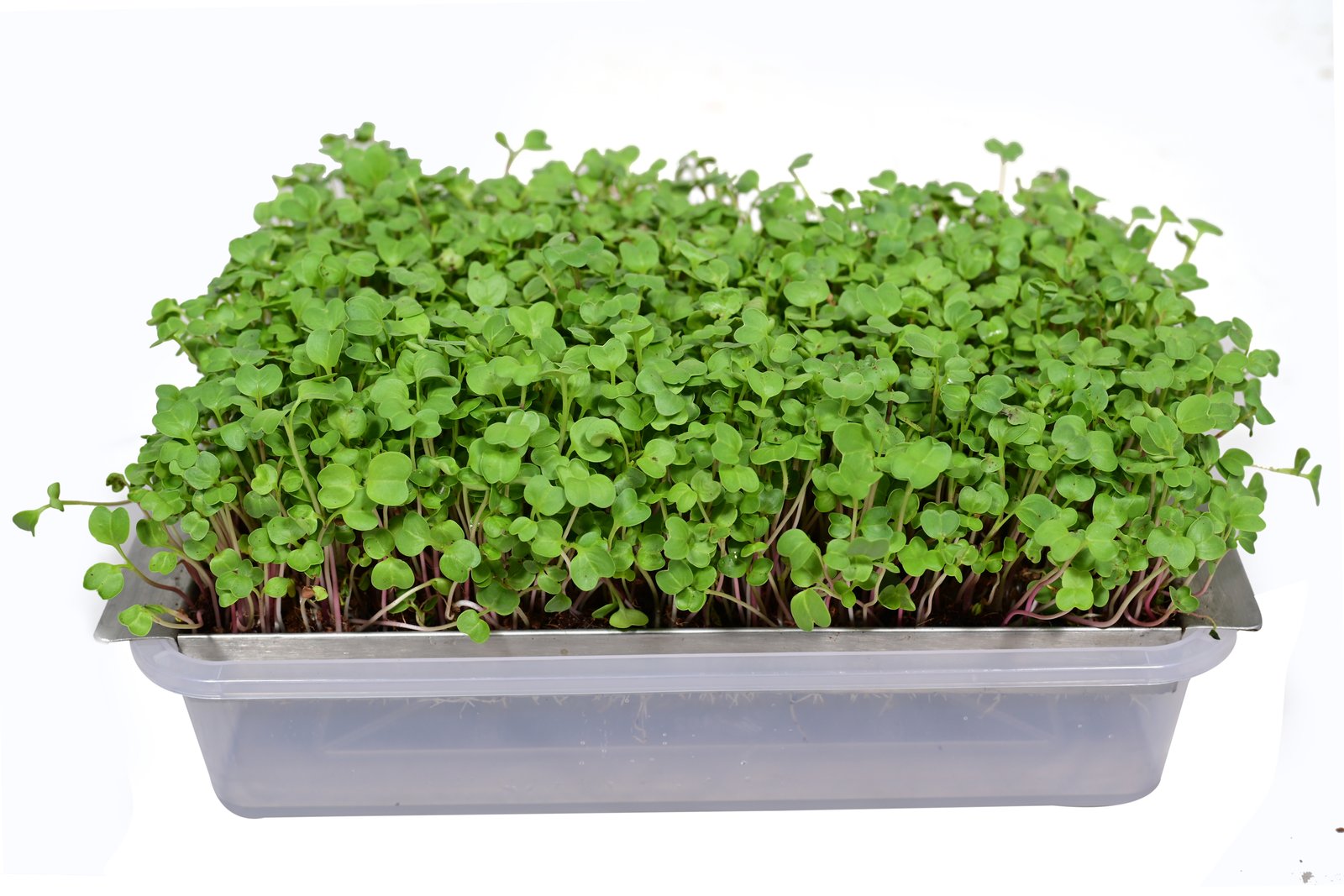 Eco-Friendly & Durable Self-Watering Steel Grow Tray – Large Size