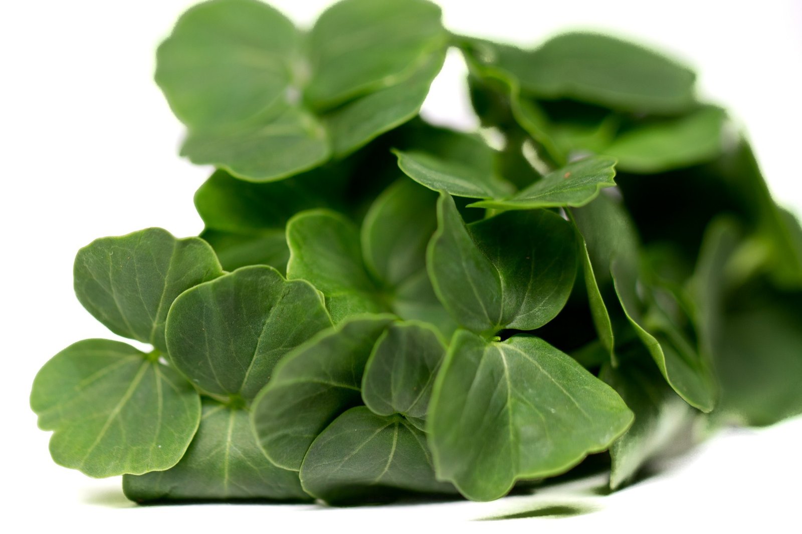 Gongura Microgreen Seeds -2 Kg