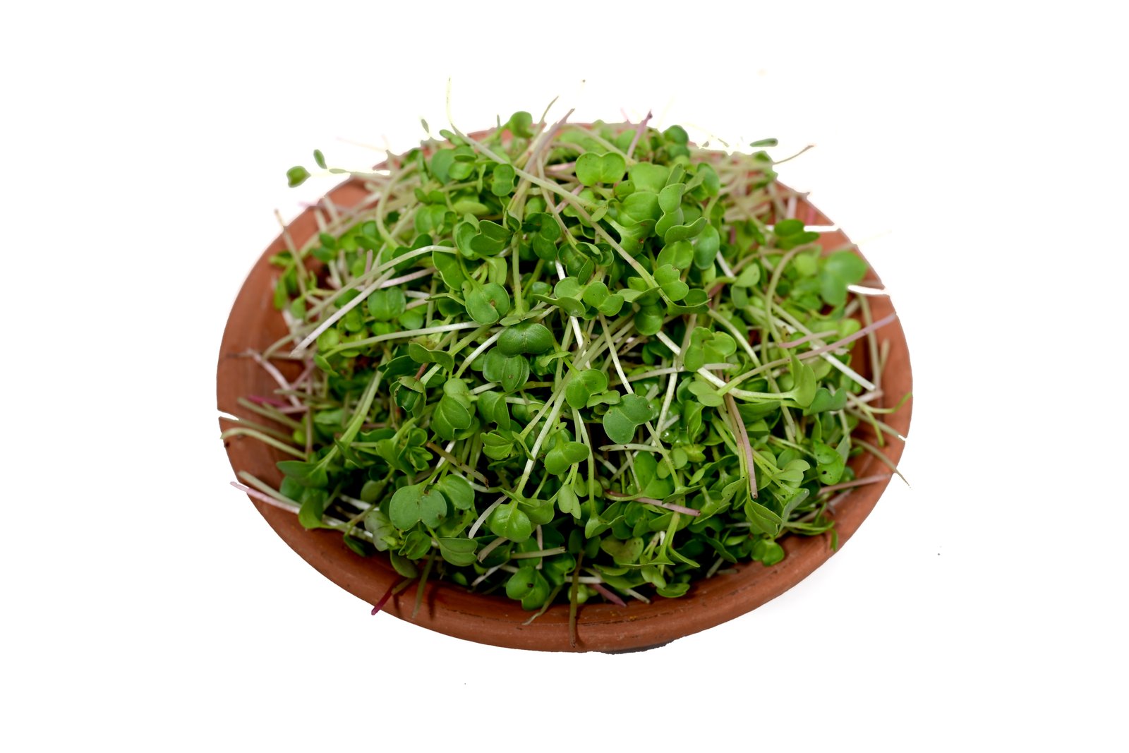 Pink Radish Seeds for Microgreens & Sprouts -2kg